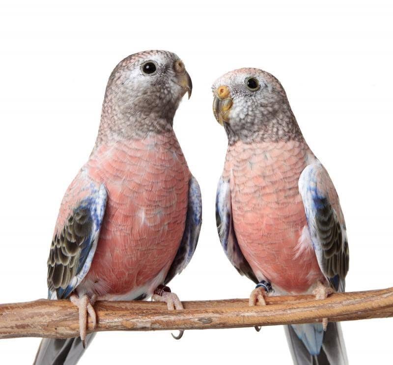 A pair of Bourke's parakeets, both wearing closed leg bands