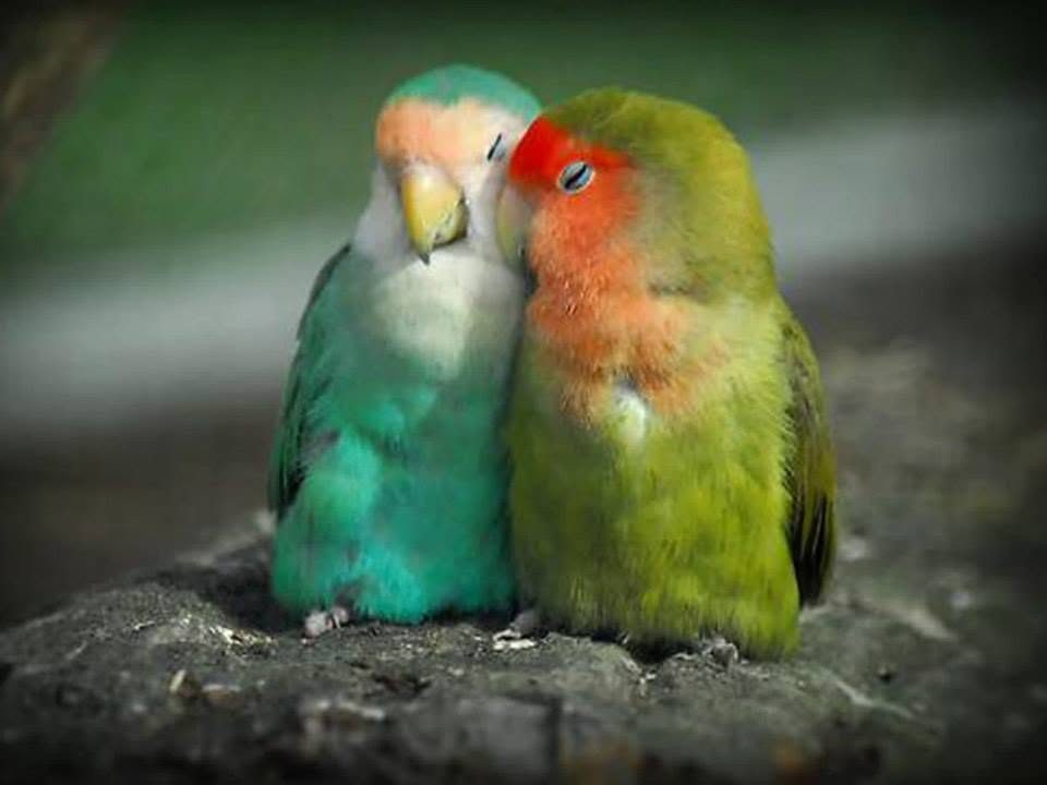 A pair of lovebirds huddled together